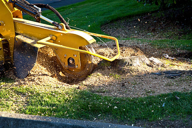 Best Hazardous Tree Removal  in Covington, VA