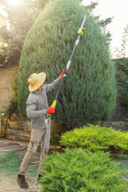 Best Lawn Disease Treatment  in Covington, VA